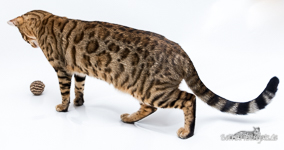 braun rosetted Bengal